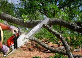 Best Tree Removal Services  in Mequon, WI